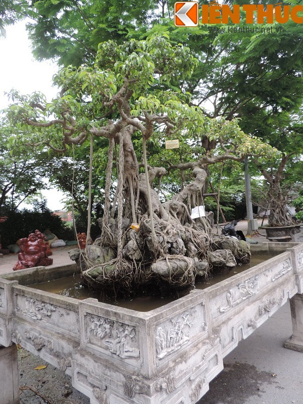 Ngam sieu pham cay sanh tram tuoi co re khung nhu chan rong-Hinh-9