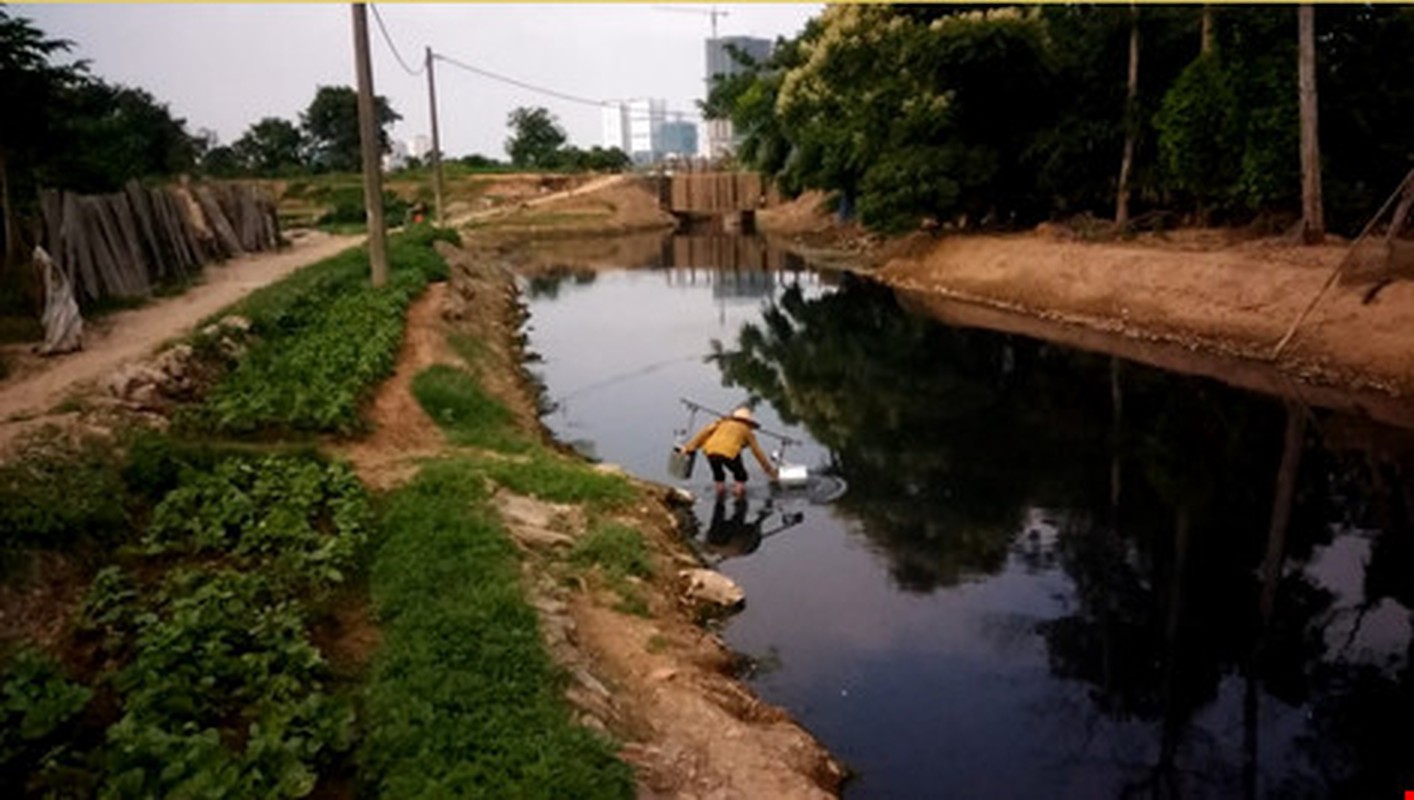 Kinh di kieu trong rau bang nuoc den ngom o Ha Noi-Hinh-8