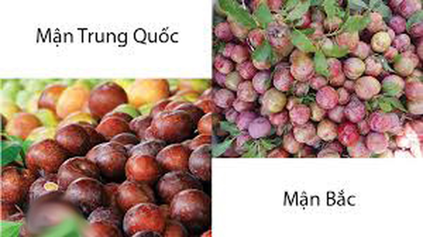 Cach hay phan biet man Viet Nam va man Trung Quoc-Hinh-4