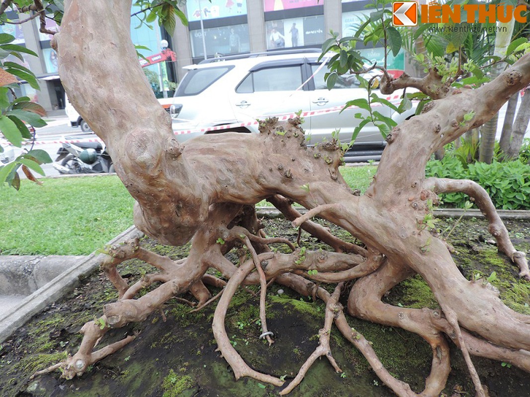 Ngam bonsai oi dang the sieu dep-Hinh-9