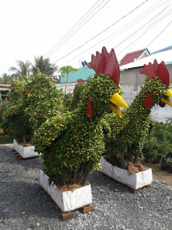 Nhung kieu bonsai doc la lam nong thi truong Tet 2017-Hinh-4