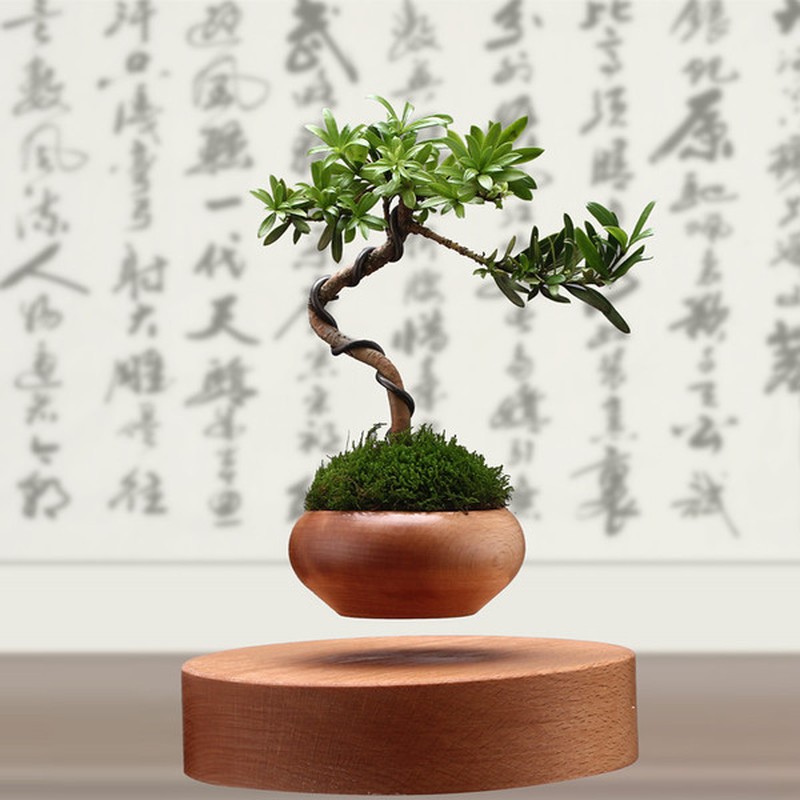 Nhung kieu bonsai doc la lam nong thi truong Tet 2017-Hinh-9