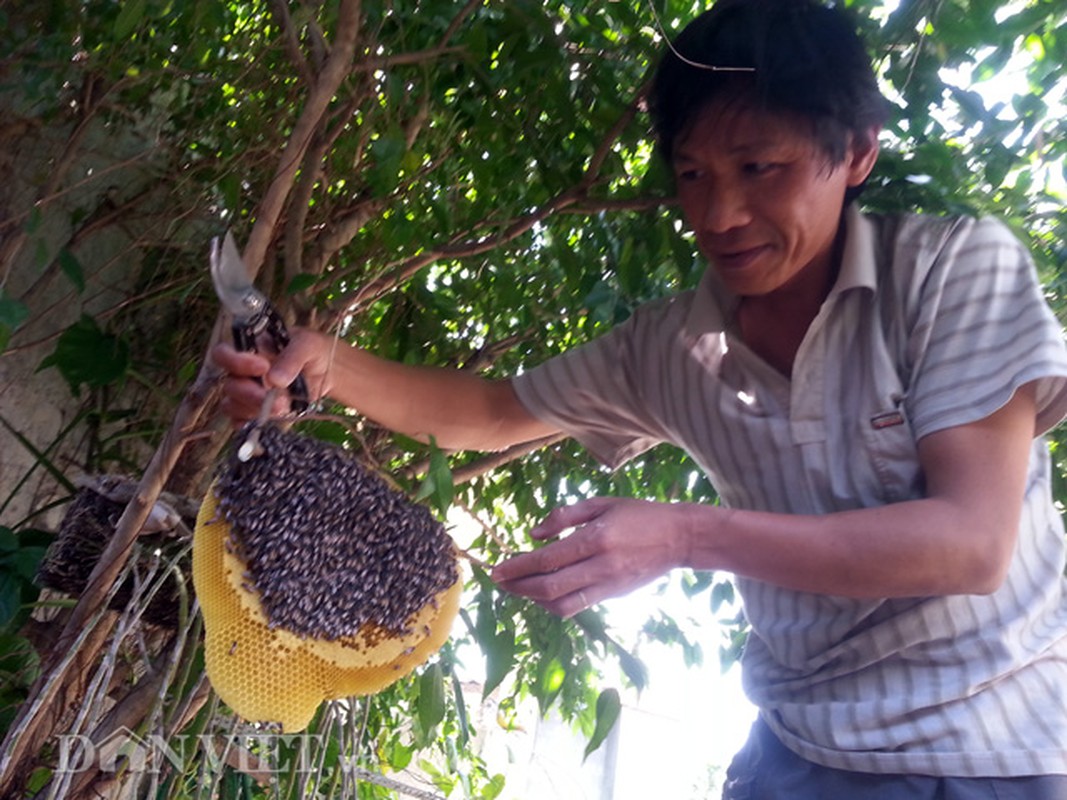 Hoi hop thu hoach mat ong ruoi tu nhien… tai san nha pho-Hinh-3