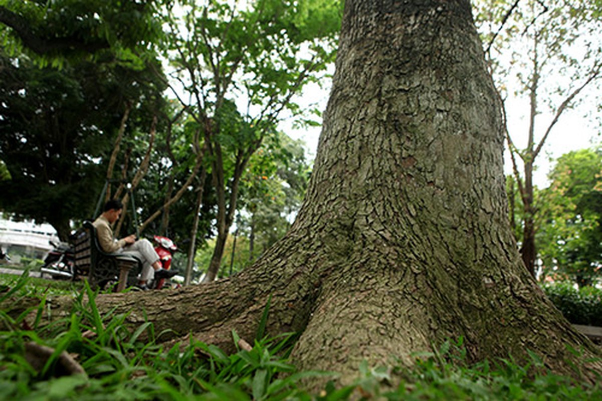 Ngam nhung cay sua co thu tien ty ben Ho Guom-Hinh-13