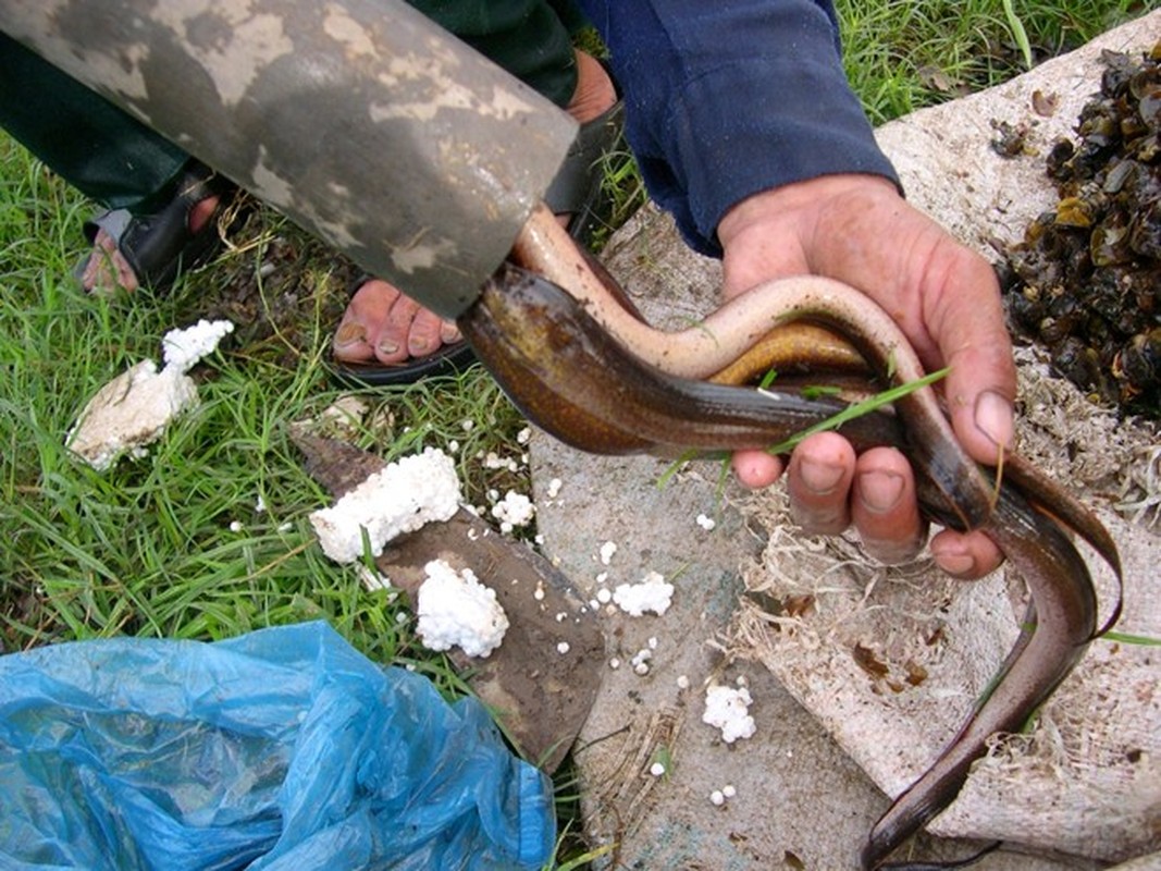 Doc dao nghe dat ong san luon dong kiem tien trieu de nhu choi-Hinh-7