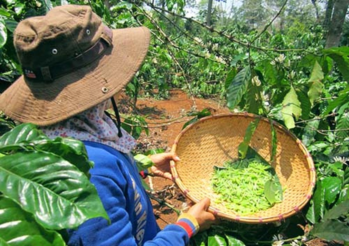 Ki di mua san dac san sau muong dat do o Tay Nguyen-Hinh-4