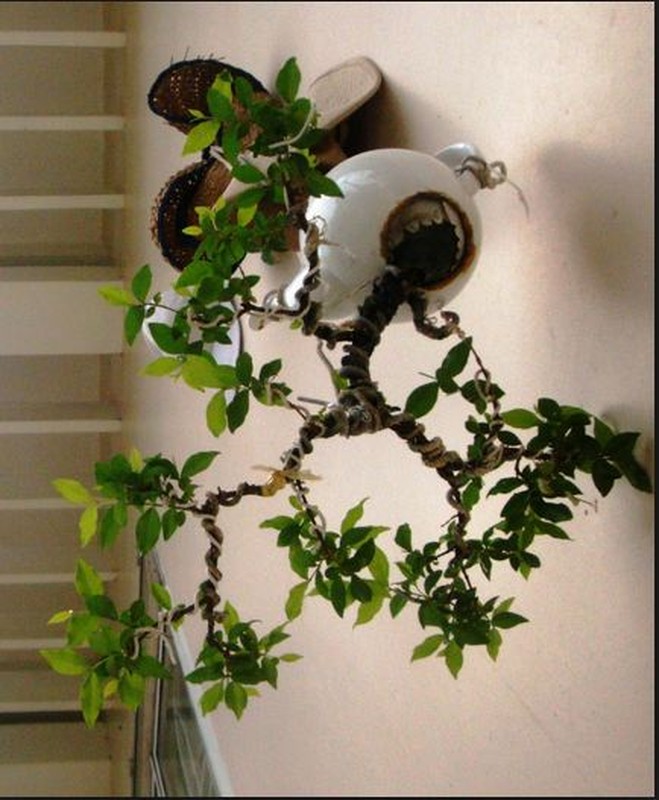 Ngam nhung chau bonsai mini trong nguoc dep me man-Hinh-3