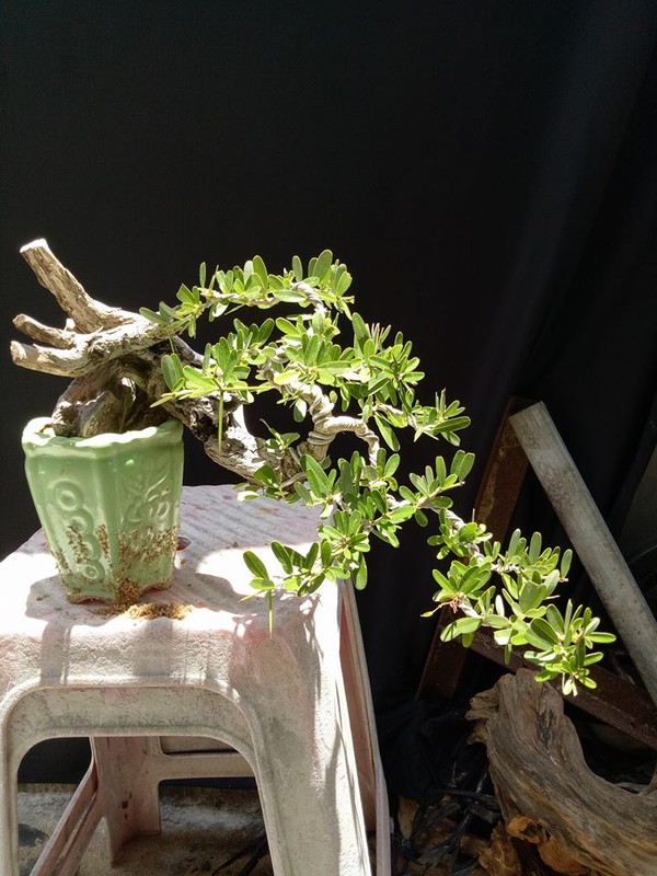Ngam loat bonsai dang thac do sieu doc la-Hinh-10