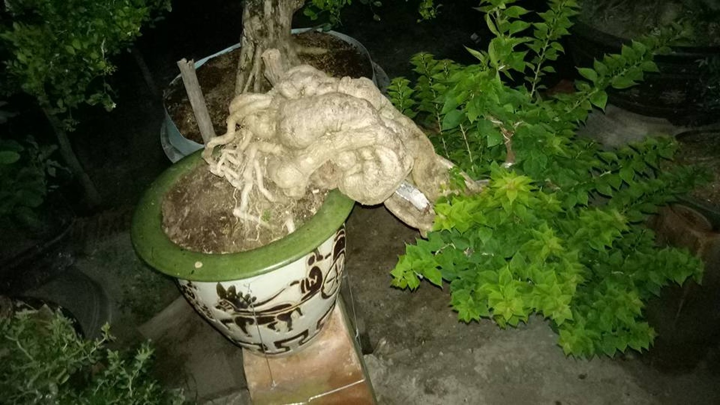 Ngam loat bonsai dang thac do sieu doc la-Hinh-3