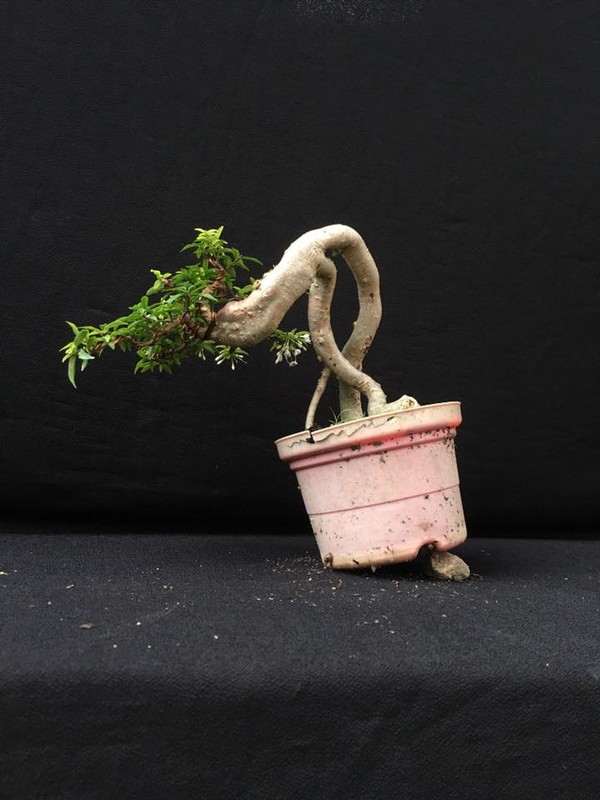 Ngam loat bonsai dang thac do sieu doc la-Hinh-8