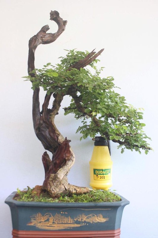 Ngam loat bonsai dang thac do sieu doc la-Hinh-9