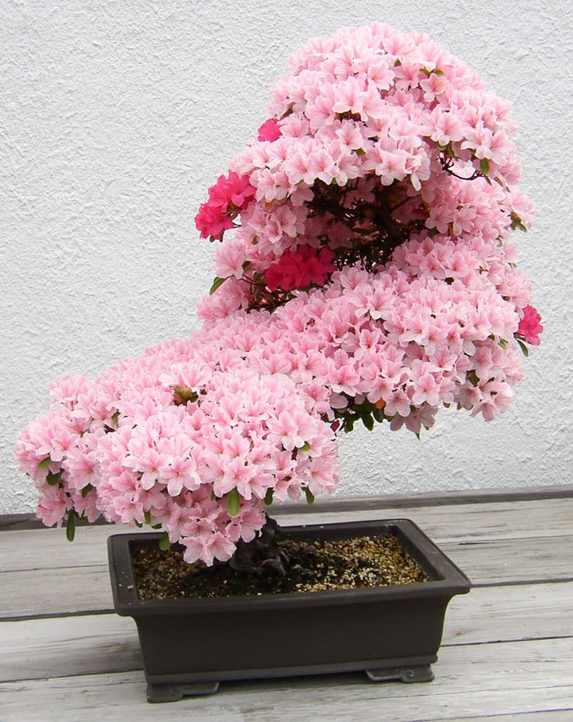 Chiem nguong 10 chau bonsai tu nhien dep nhat the gioi-Hinh-6