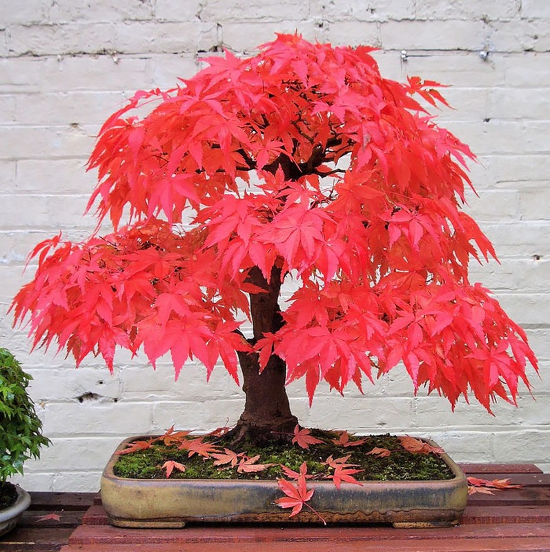 Chiem nguong 10 chau bonsai tu nhien dep nhat the gioi-Hinh-8