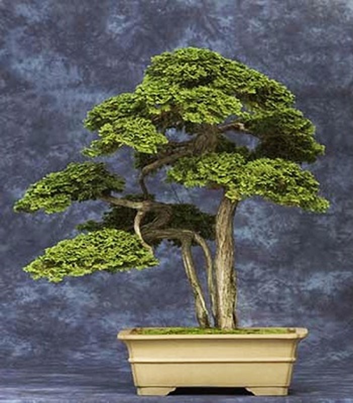 Chiem nguong 7 cay bonsai “tho” nhat the gioi-Hinh-10