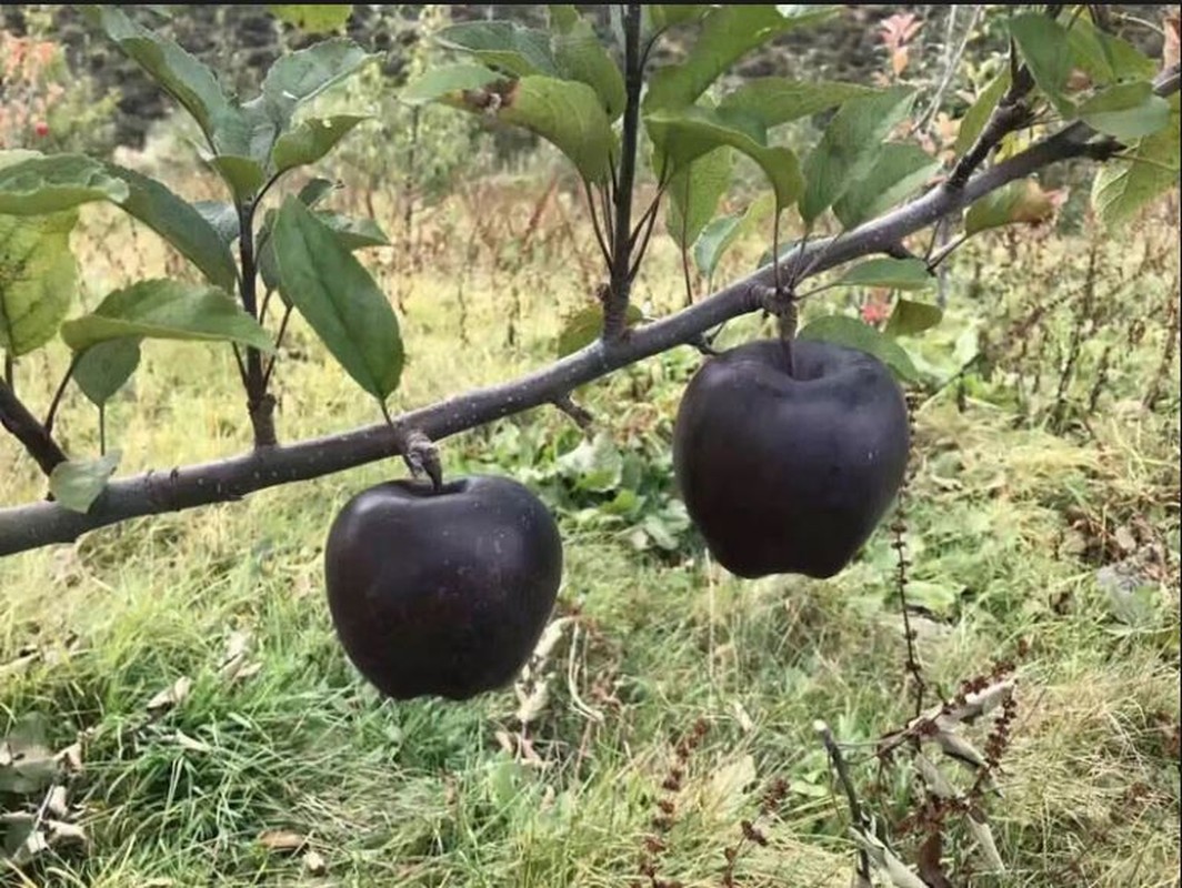 Loat tao doc la khien ba noi tro “dung ngoi khong yen”-Hinh-3