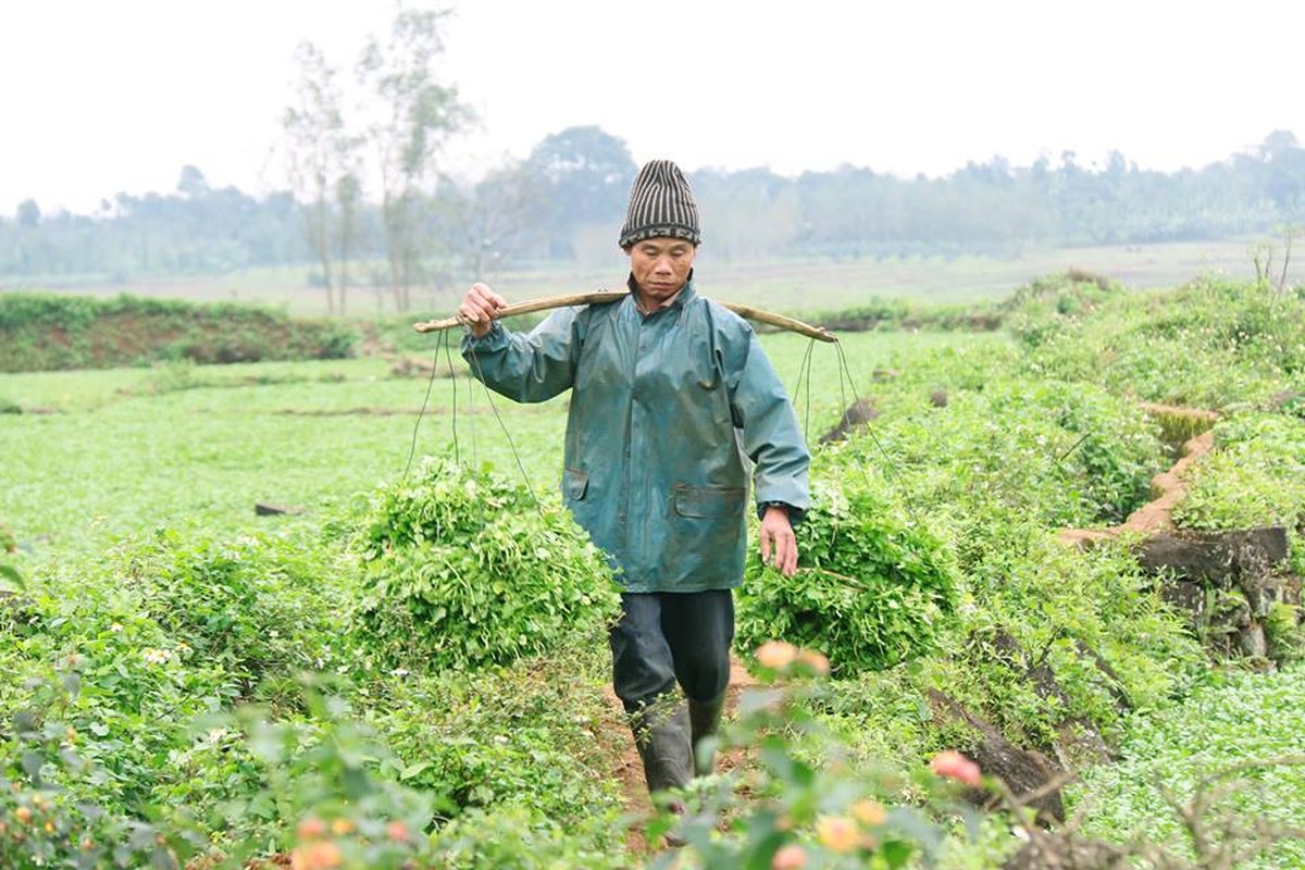 Vuon rau dac san cho thu nhap tram trieu o Quang Tri-Hinh-9