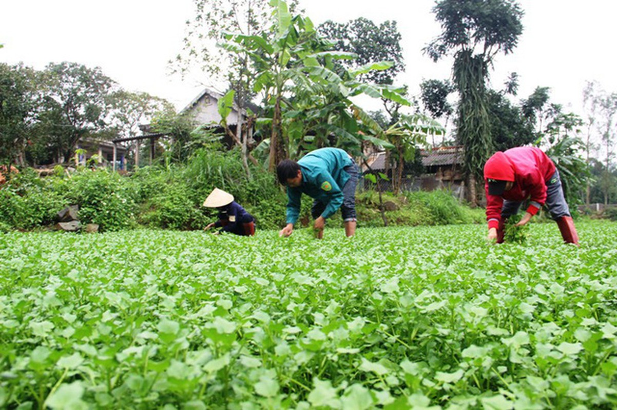 Vuon rau dac san cho thu nhap tram trieu o Quang Tri