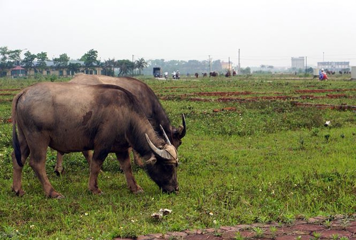 Loat du an “dap chieu” tai Me Linh sau 10 nam sap nhap Ha Noi-Hinh-11