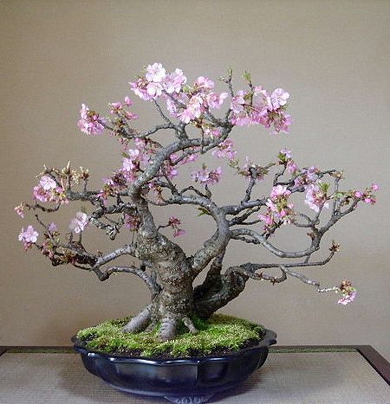 Ngam bonsai hoa mini trang tri phong lam viec sieu dep-Hinh-3