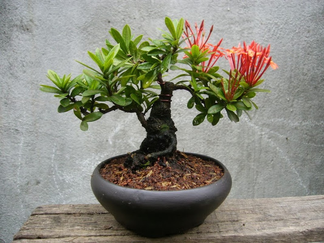 Ngam bonsai hoa mini trang tri phong lam viec sieu dep-Hinh-8