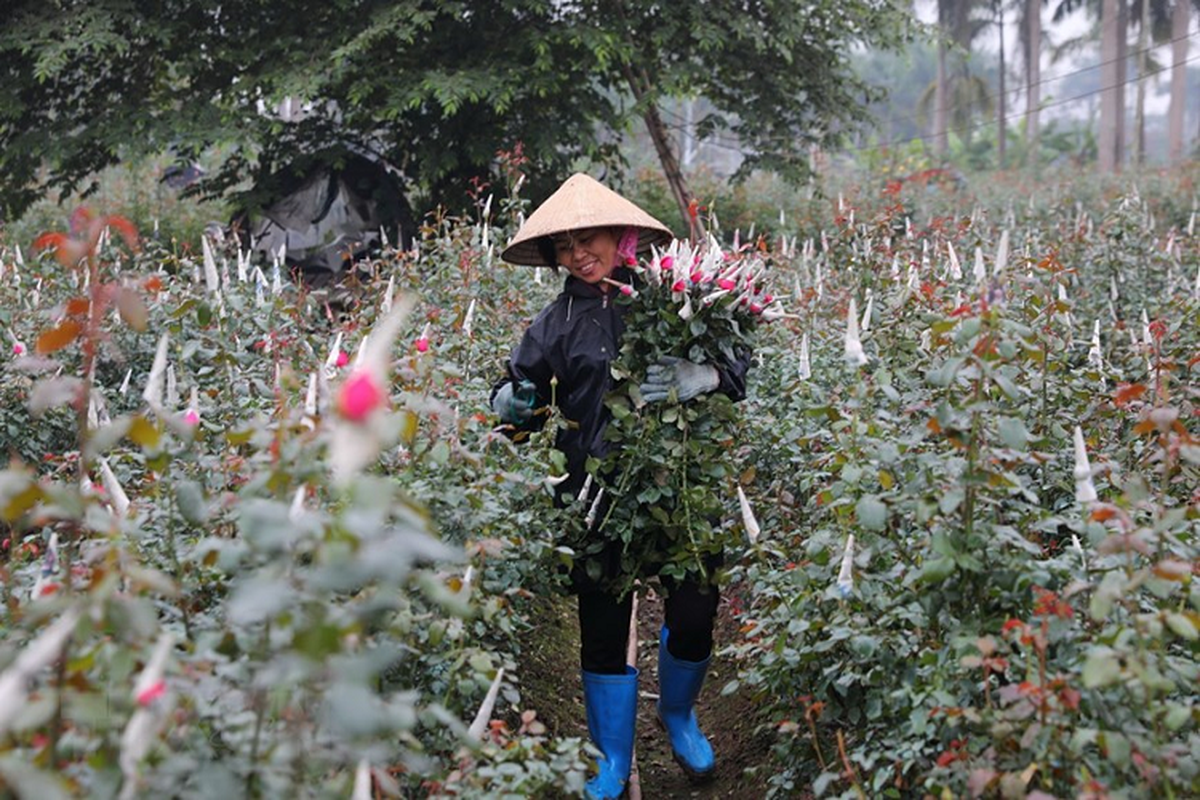 Lang hoa Tay Tuu “hoi ha” chuan bi phuc vu Tet Canh Ty-Hinh-6