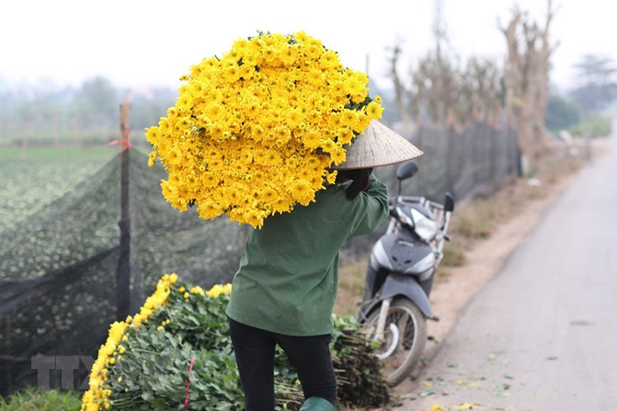 Lang hoa Tay Tuu “hoi ha” chuan bi phuc vu Tet Canh Ty-Hinh-7