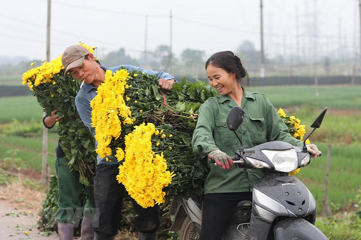 Lang hoa Tay Tuu “hoi ha” chuan bi phuc vu Tet Canh Ty-Hinh-8