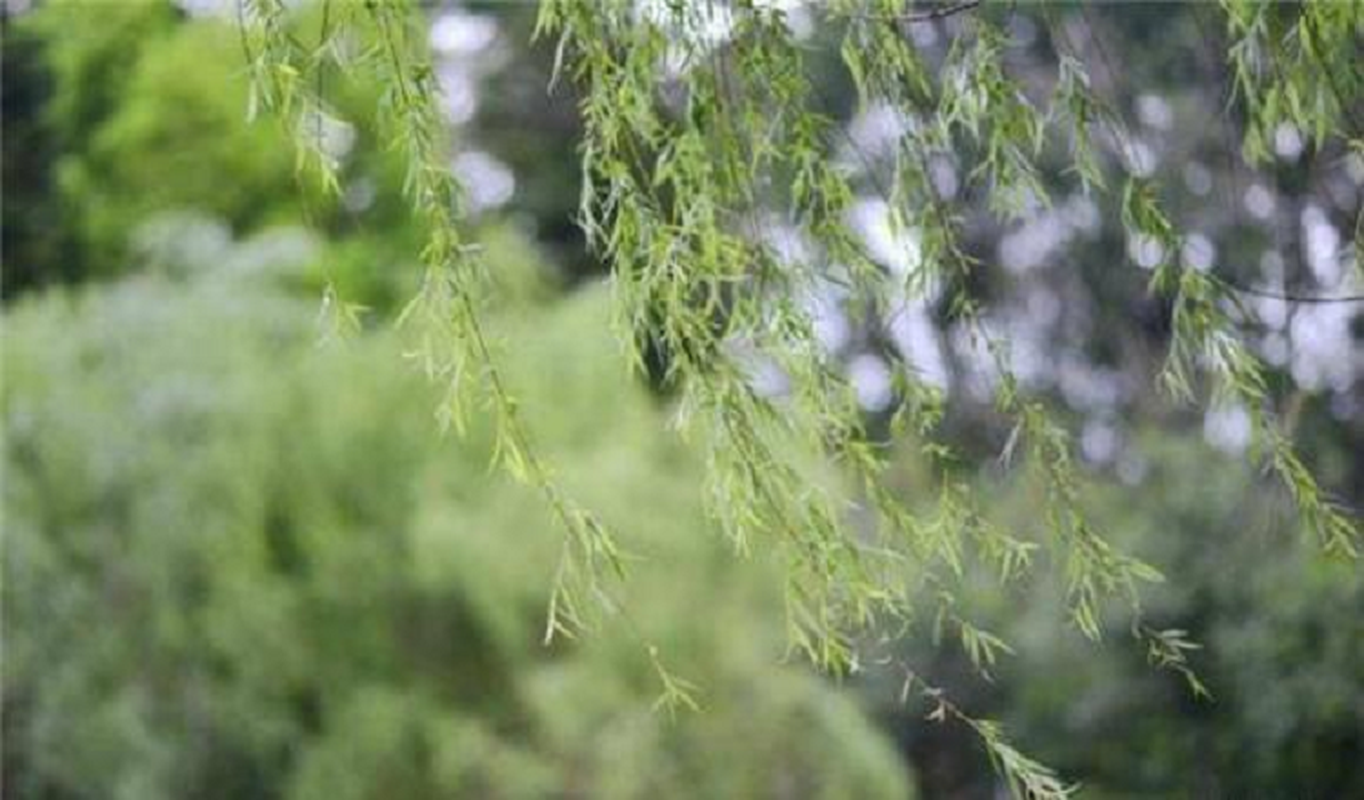 Nguoi ngheo khong chat ba loai cay, con chau doi doi huong phuc-Hinh-10