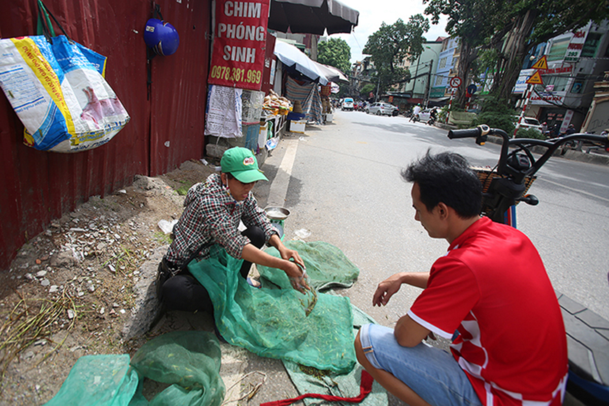 Loai bay day ruong ai gap cung xua duoi, dai gia lung mua 500.000 dong/kg-Hinh-5