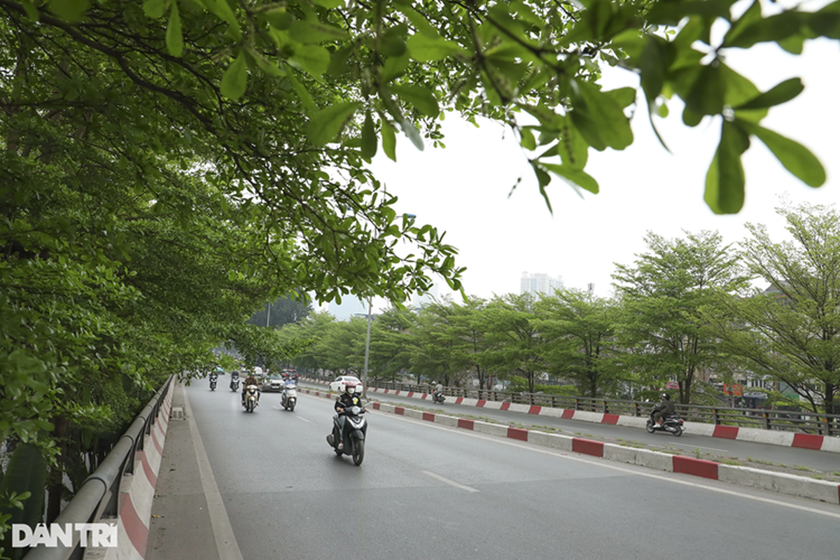 Choang ngop khong tin day la canh tuong hang cay Ha Noi-Hinh-10