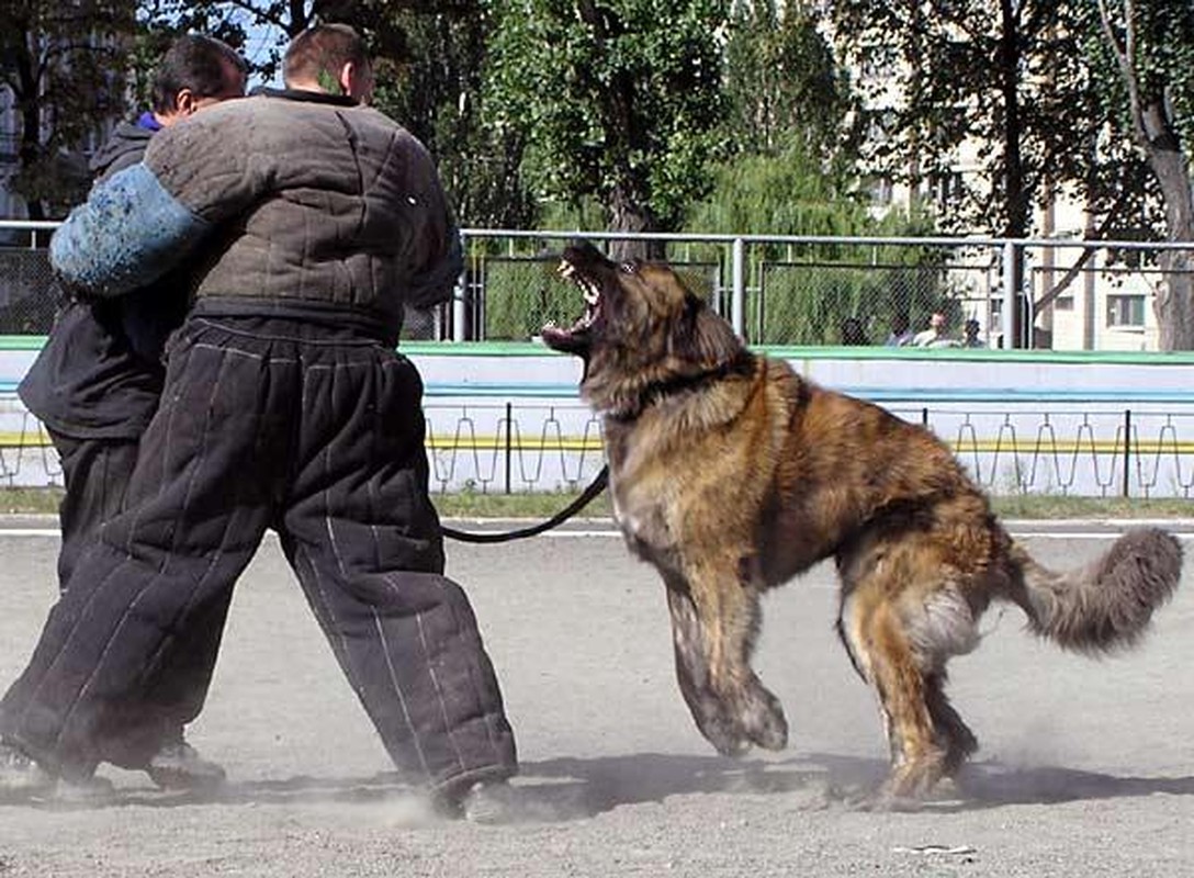 Dieu it ai biet ve chien binh cho cua Quan doi Nga-Hinh-9