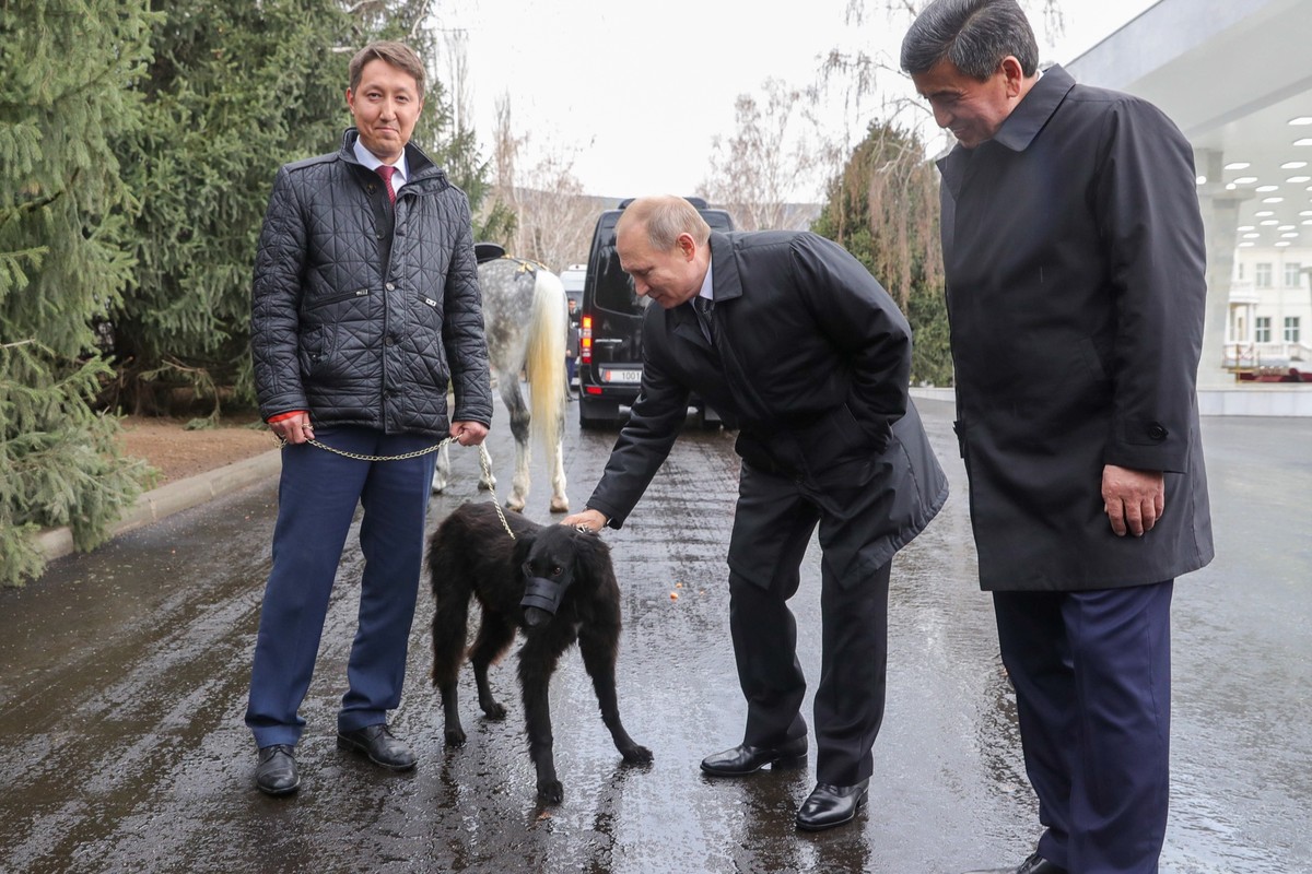 View - 	Điểm loạt món quà động vật đặc biệt của Tổng thống Nga Putin