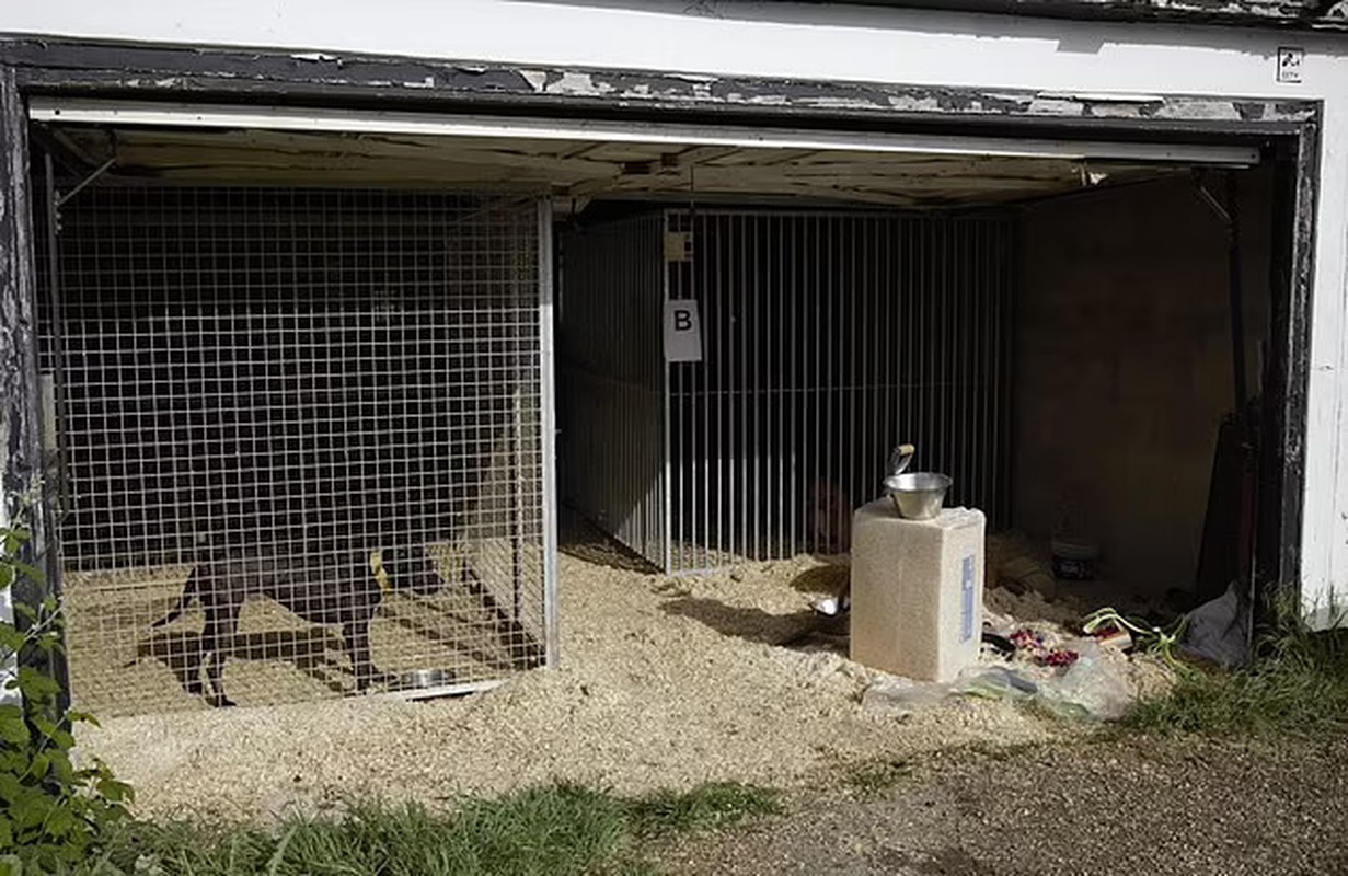View - 	Hãi hùng bên trong đài chọi chó bí mật bị phanh phui ở Anh
