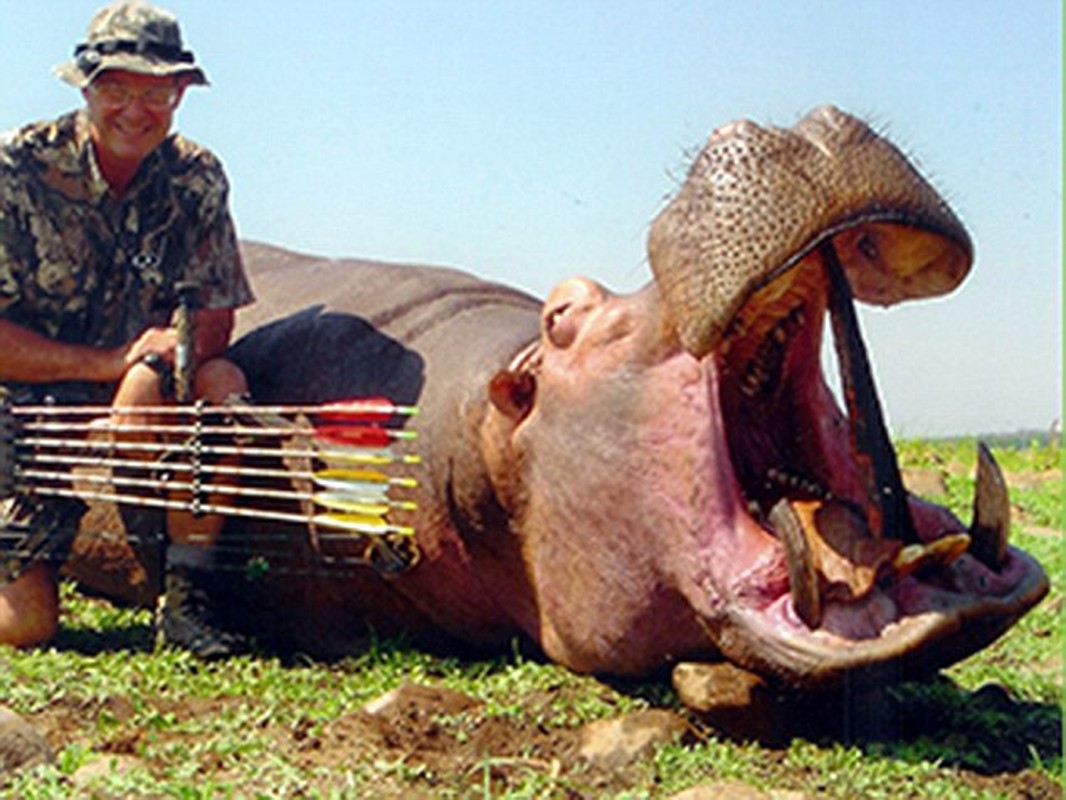 Bac si khoe tren mang “chien tich” giet dong vat hoang da-Hinh-2