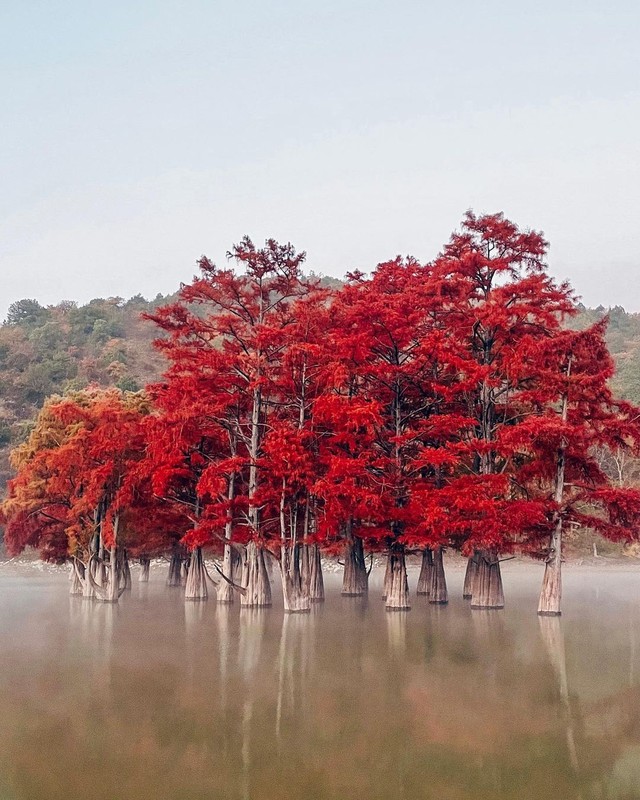 Lac vao xu so than tien tai khu rung do vo thuc o Nga-Hinh-4