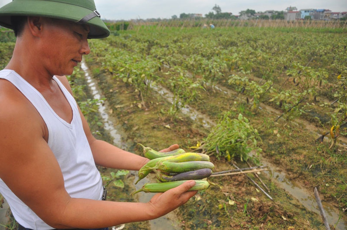 Can canh giong ca “ngu sac” pha hoai nui tien-Hinh-10