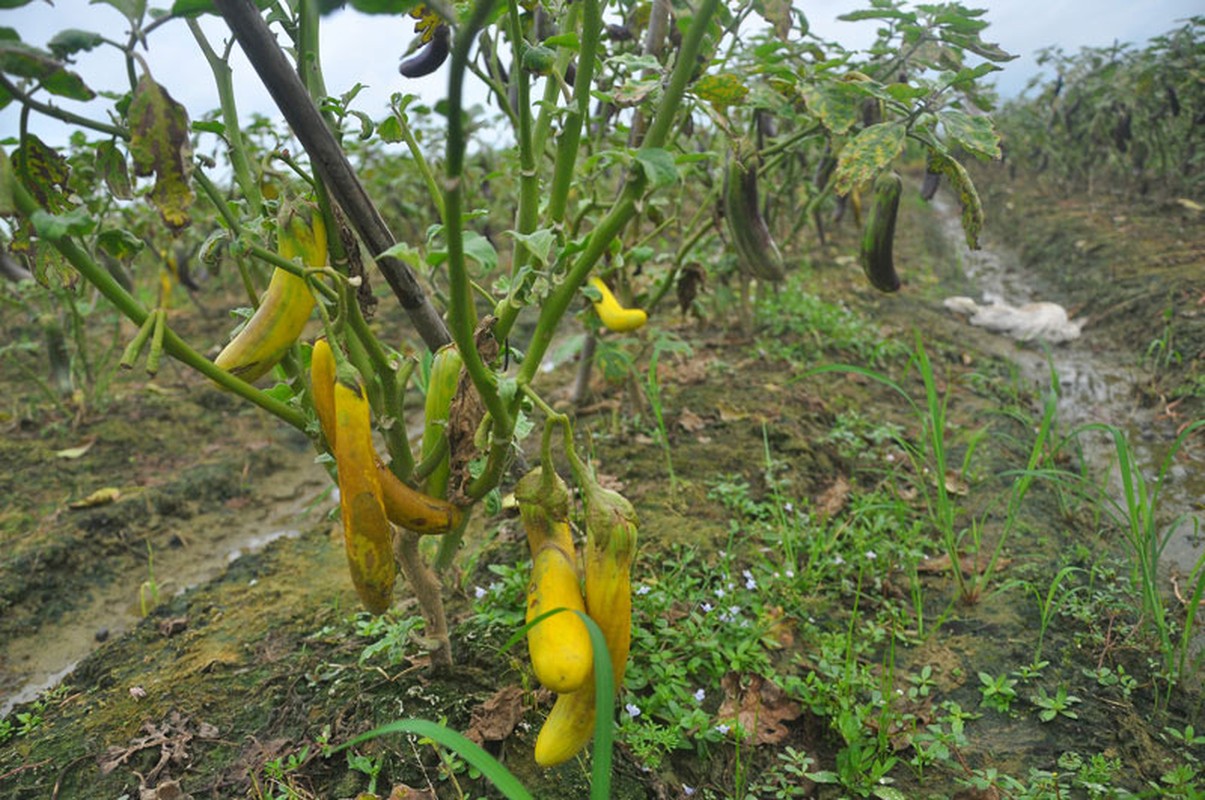 Can canh giong ca “ngu sac” pha hoai nui tien-Hinh-7