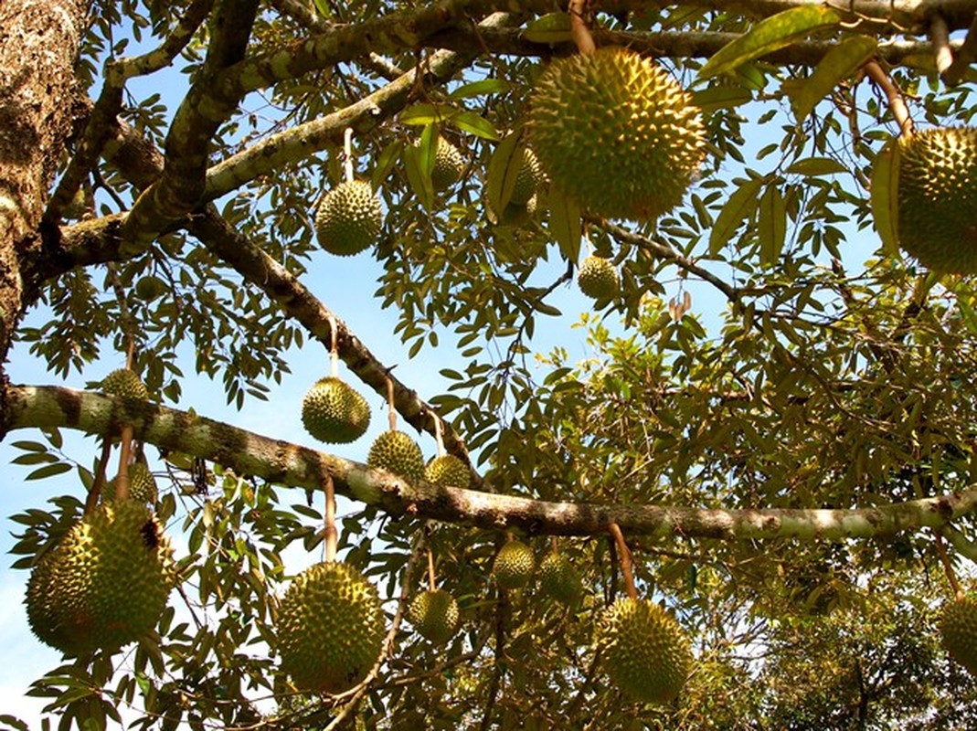 Nhung vua trai cay lon hut du khach trong mua he