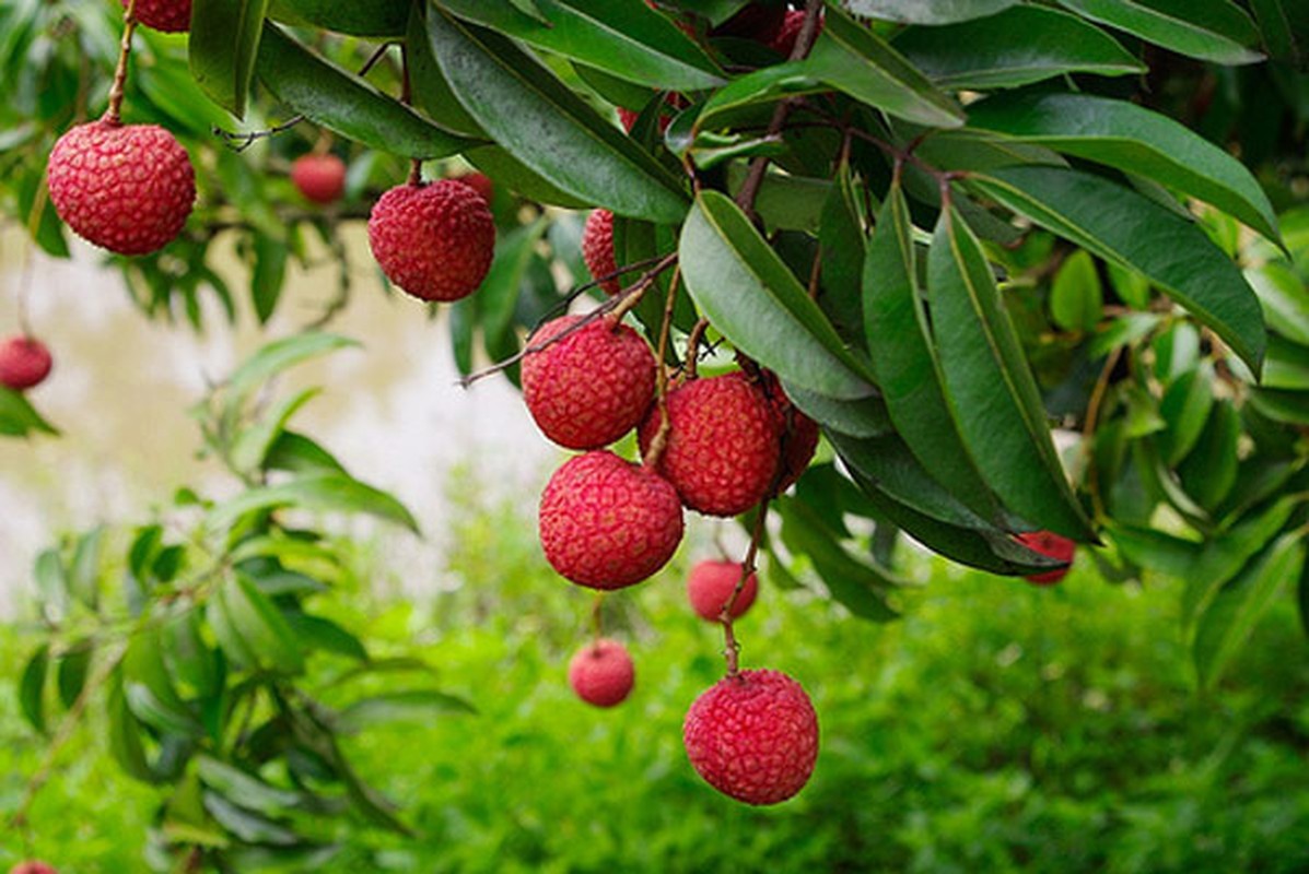 7 loại trái cay an ít thì khỏe, an nhièu sinh bẹnh-Hinh-8