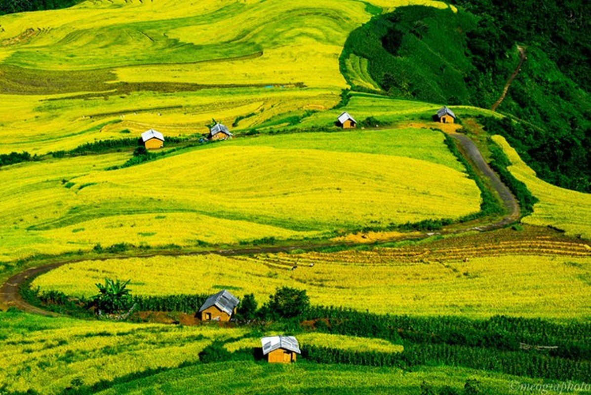 Ngam cung duong Sa Pa - Y Ty dep ruc ro mua lua chin-Hinh-11