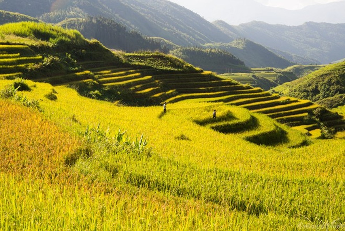 Ngam cung duong Sa Pa - Y Ty dep ruc ro mua lua chin-Hinh-15