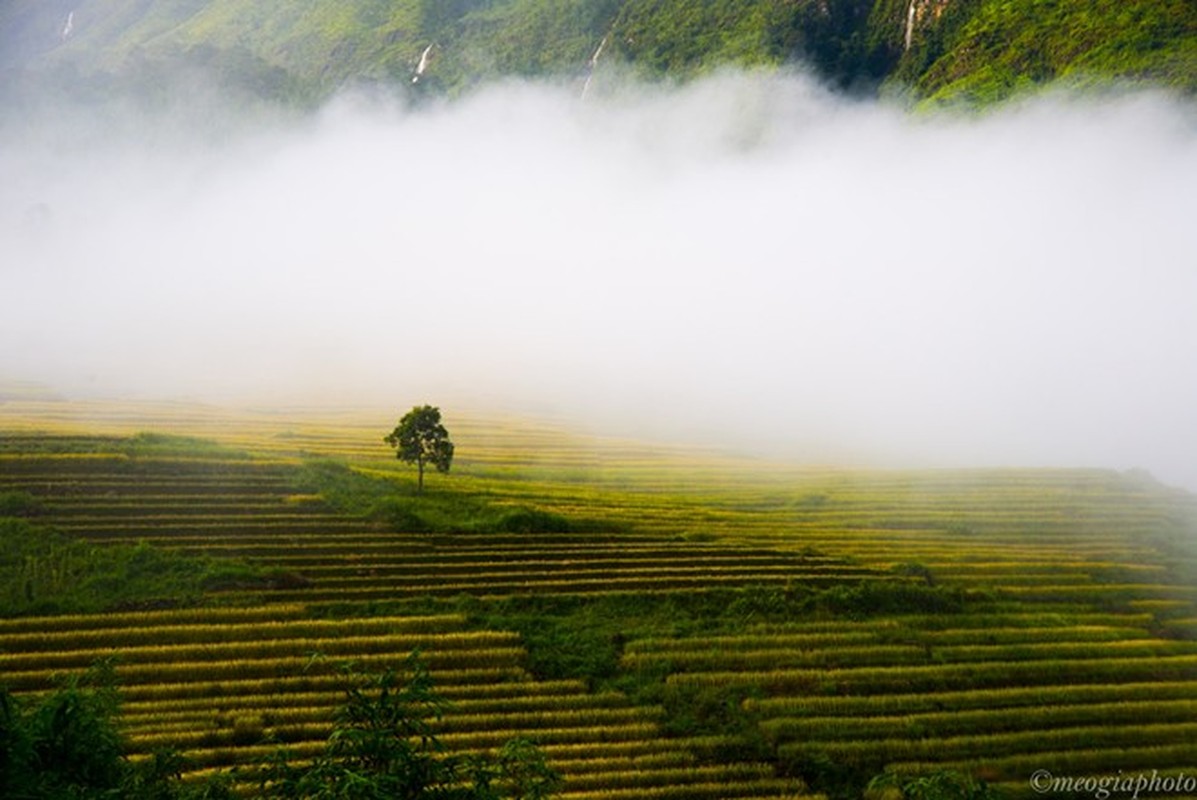 Ngam cung duong Sa Pa - Y Ty dep ruc ro mua lua chin-Hinh-5