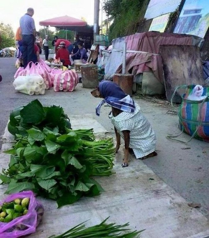 “Nga nghieng” voi nhung hinh anh hai huoc “kho do“-Hinh-5