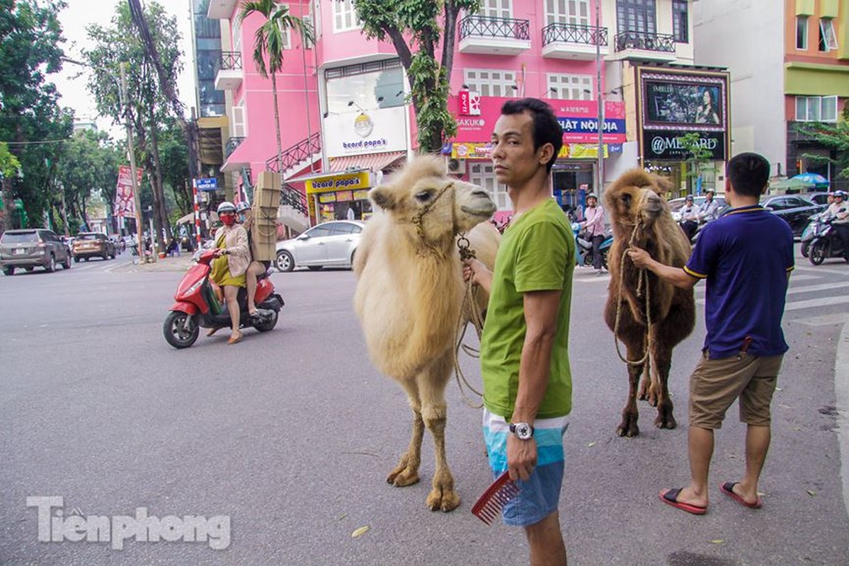 Bat ngo lac da 'sai buoc' giua pho Thu do-Hinh-8