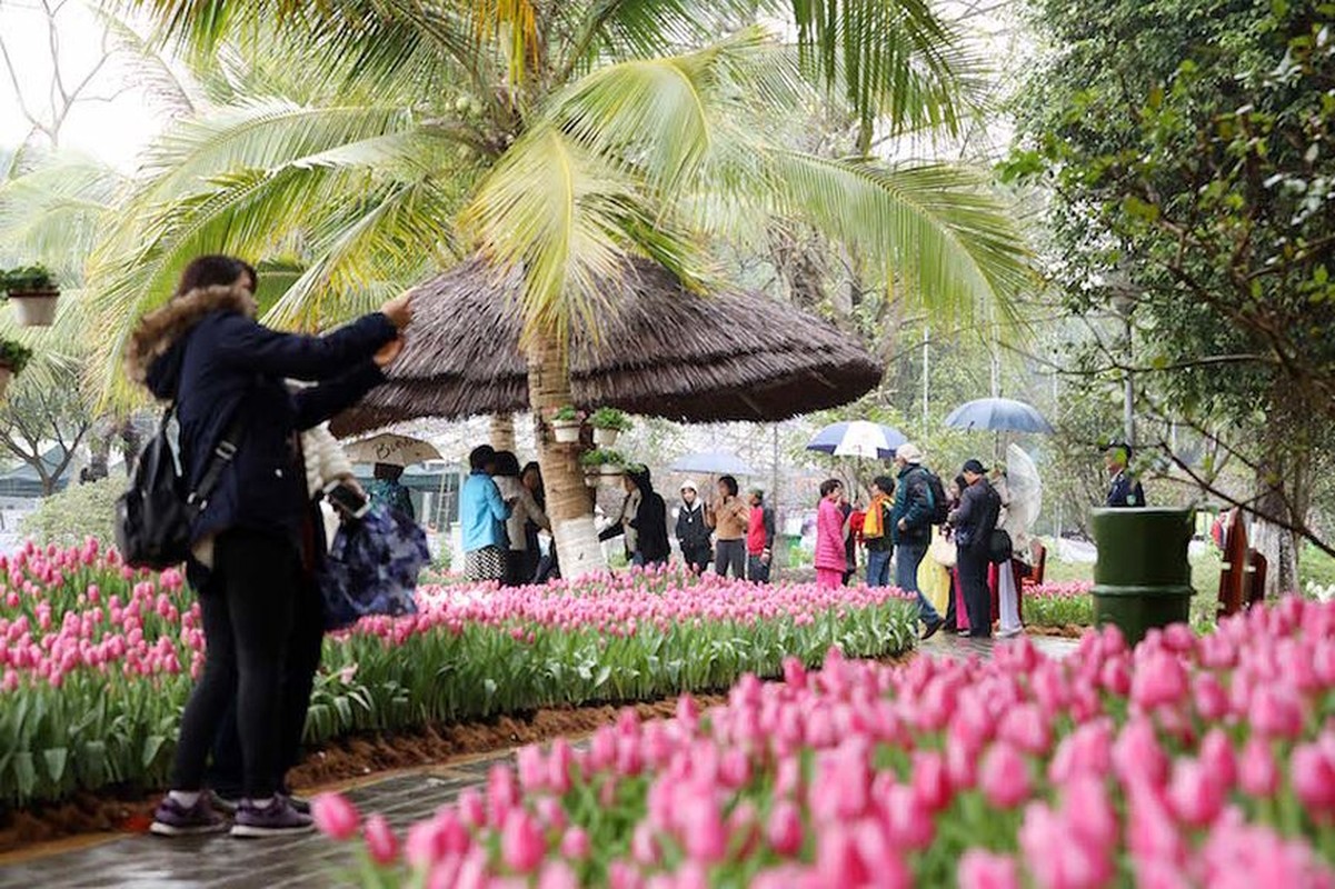 Nguoi dan do xo di ngam canh dong hoa tulip Ha Lan tai Ha Noi-Hinh-8