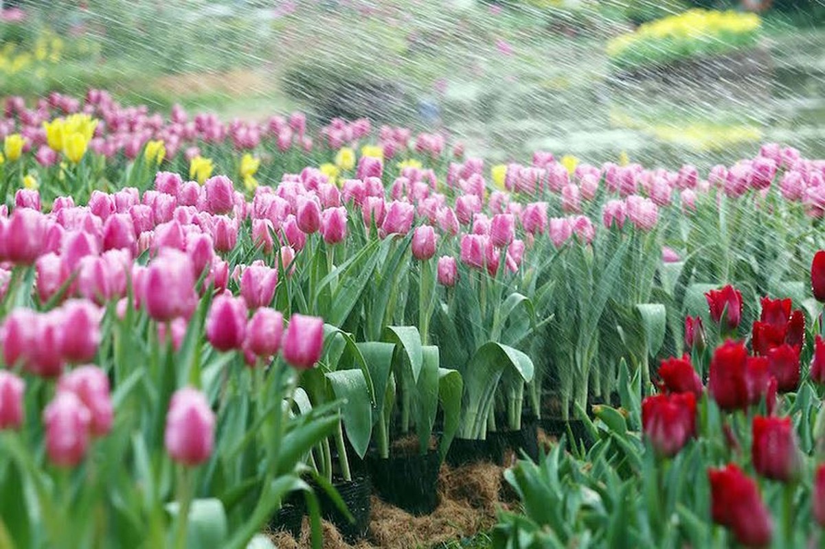 Nguoi dan do xo di ngam canh dong hoa tulip Ha Lan tai Ha Noi-Hinh-9