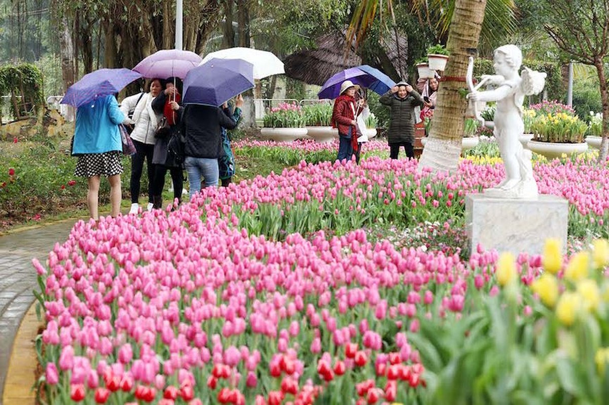 Nguoi dan do xo di ngam canh dong hoa tulip Ha Lan tai Ha Noi