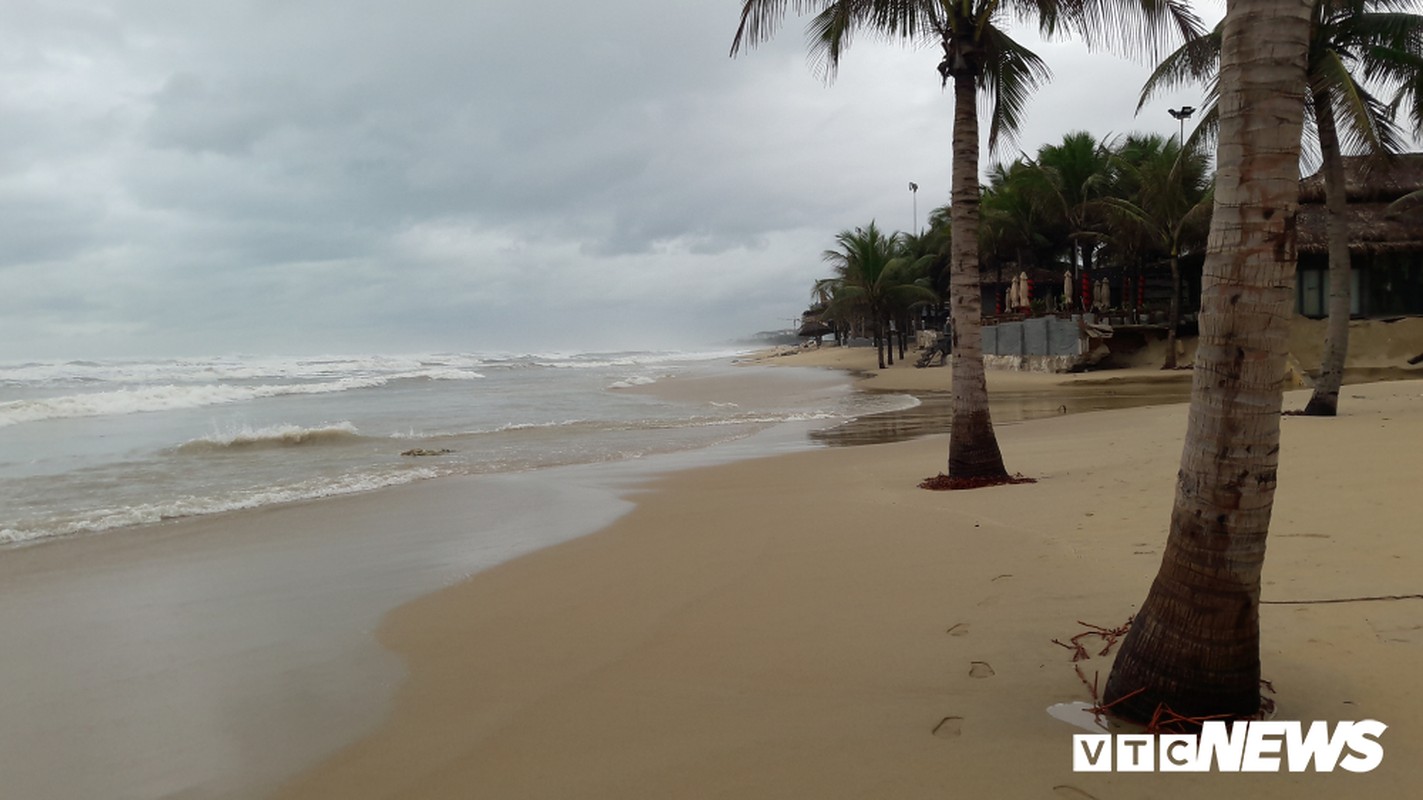 Anh: Sat thep quay chang chit tram cay dua bai bien Da Nang-Hinh-6