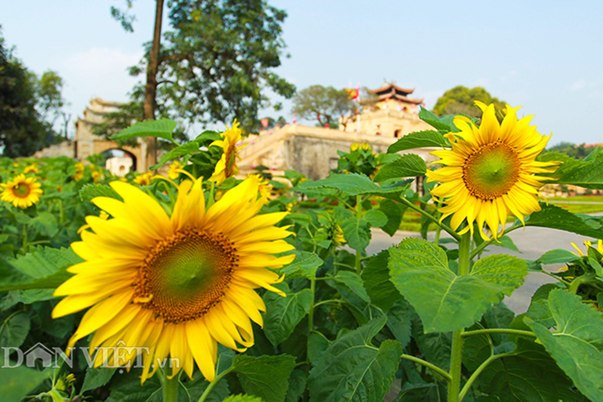 Thieu nu Ha thanh hao huc chup hoa huong duong o thanh Thang Long-Hinh-2