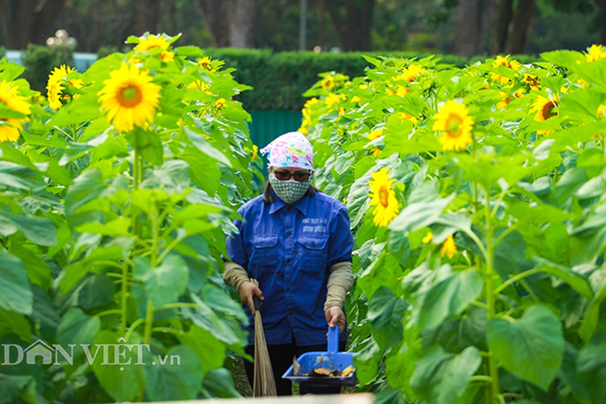 Thieu nu Ha thanh hao huc chup hoa huong duong o thanh Thang Long-Hinh-9